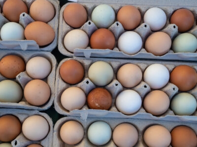 Basic Pasta Recipe for Egg Season Image